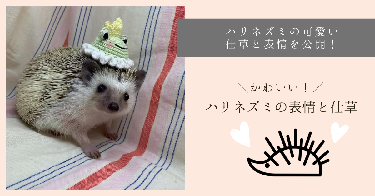 ハリネズミの可愛い仕草と表情～ハリネズミの魅力を教えます 