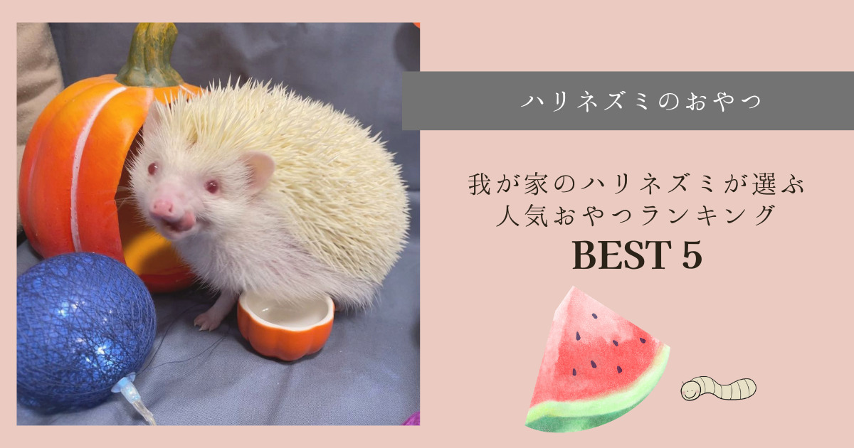 ハリネズミのおやつ｜おやつ人気ランキングBEST5 | はりねずみと暮らす