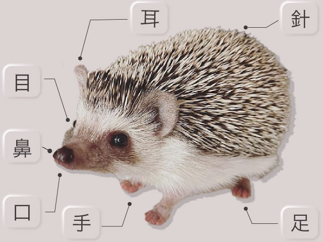 ハリネズミの身体 | はりねずみと暮らす