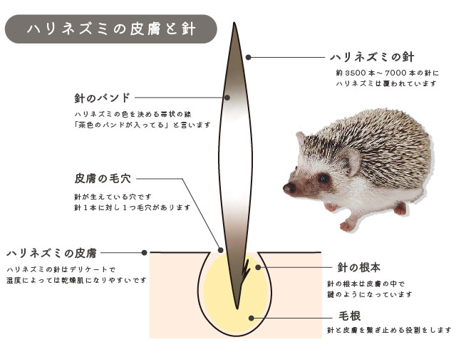 ハリネズミの針 | はりねずみと暮らす
