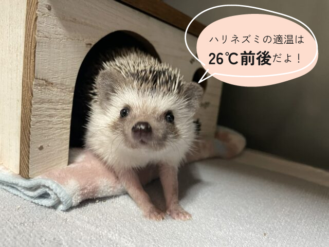 ハリネズミ飼育セット一式 ケージ ヒーター 暖突 ホイール サーモ 