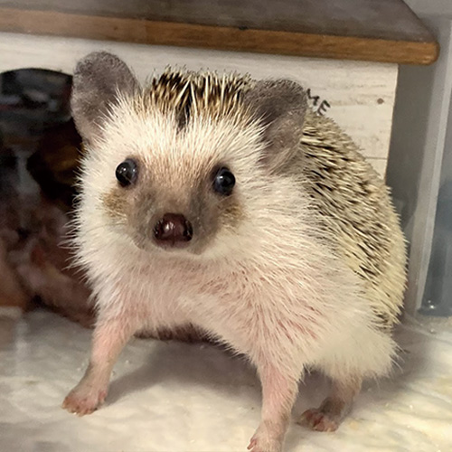 モネちゃん