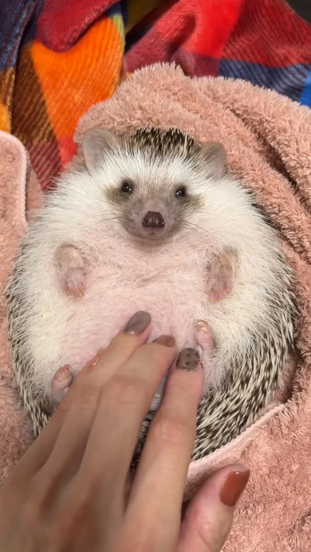 ハリネズミのトイ＆モネ4歳のお誕生日を迎えました！ | はりねずみと暮らす